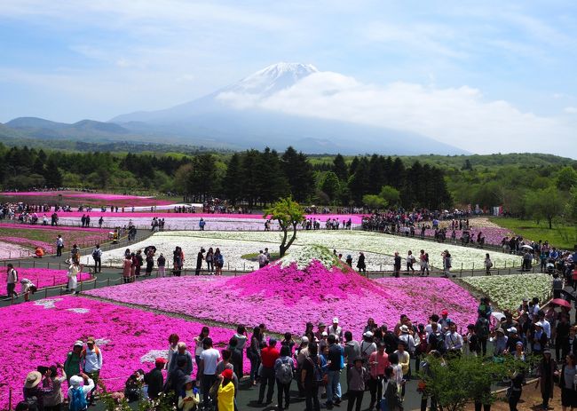 2016富士芝桜まつりに行って来ました。<br />見頃を迎えたシバザクラを見れて母の日を満喫して来ました。<br />カーナビは「本栖湖キャンプ場」（ナビに入っていたので）です。<br /><br />家をスタートしたのが８時頃になってしまいましたが、今日の富士山はよく頑張って姿を見せてくれていました♪<br /><br />初めて見る富士芝桜まつり！<br />もっと早く出発すれば良かったのですが、この景色に圧巻です！<br />