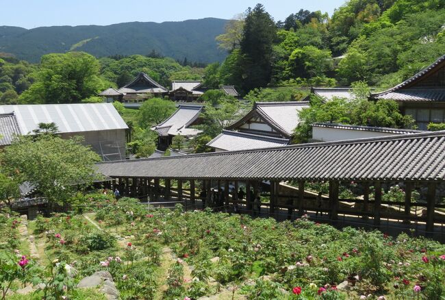 2016春、奈良のお寺の花(8/17)：長谷寺(2)：屋根付きの石段・登廊、牡丹、クレマチス