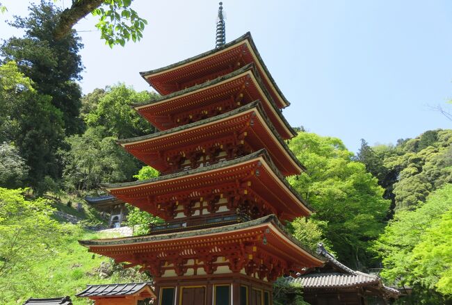 牡丹で有名な花のお寺、長谷寺の紹介です。万葉集で、『こもりくの泊瀬山』と詠われた地に建つお寺です。かつては、地名に因んで、初瀬寺、泊瀬寺、豊山寺とも呼ばれていました。