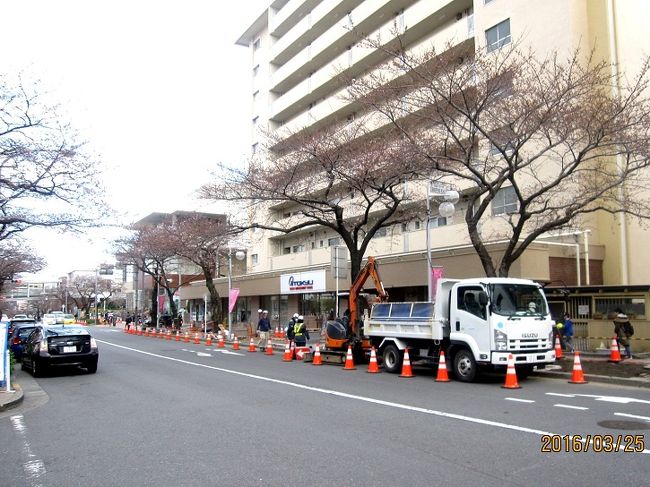 たまプラーザ駅前の桜並木の再生計画については、私の先の旅行記「たまプラーザ駅前桜並木再生計画①　計画の概要と現在のようす」にて、説明しました。<br />再生計画の概要は、現在の桜並木を三つのゾーンに分け、たまプラーザ駅前の東急百貨店前・イトーヨーカ堂前の広い通りを「ゾーンＡ」、そこから鷺沼に向かう道と、途中から美しが丘公園に向かう道を「ゾーンＢ」とし、これらの道のうち交差点付を「ゾーンＣ」とし、ゾーン別に、次の桜の種類が再生または新たに植える計画です。<br /> 　　　　 ゾーンＡ： ソメイヨシノ<br />　　　　 ゾーンＢ： カンザン<br />　　　 　ゾーンＣ： アマノガワ<br /><br />この計画にそって、2016年の桜の開花時期に間に合うように、2016年3月に入って計画が進められました。<br />桜の開花が迫った3月25日の作業状況を紹介します。この日見た作業は、土壌の入れ替えが終わって、歩道の補修作業が主体でした。<br /><br />まだまだ、作業は始まったばかりで、計画のごく一部です。完成するまでに、何年かかるのでしょうか・・・・・・