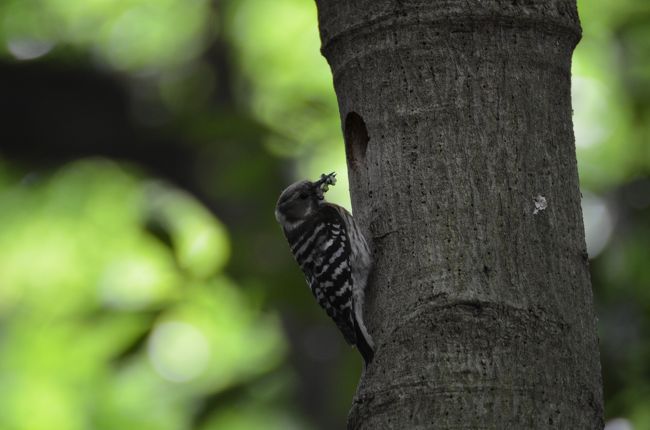 横浜三ッ池公園　野鳥観察会