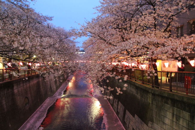 東急トライアングルチケットを利用して東急線沿線の桜巡りをしました。<br /><行程><br />九品仏駅→浄真寺(九品仏)→九品仏駅→等々力駅→等々力渓谷→等々力不動尊→玉川野毛町公園→等々力駅→用賀駅→砧公園・大蔵運動公園→用賀駅→池尻大橋駅→目黒川緑道→上目黒氷川神社→目黒天空庭園→目黒川桜並木(夜桜)→中目黒駅<br />表紙は目黒川の夜桜