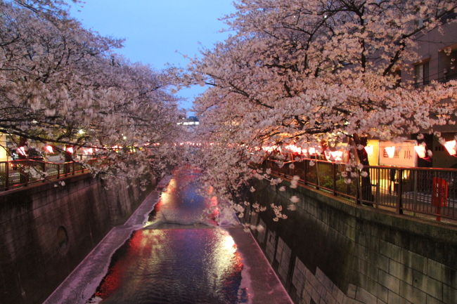 東急トライアングルチケットを利用して東急線沿線の桜巡りをしました。<br />＜行程＞<br />九品仏駅→浄真寺（九品仏）→九品仏駅→等々力駅→等々力渓谷→等々力不動尊→玉川野毛町公園→等々力駅→用賀駅→砧公園・大蔵運動公園→用賀駅→池尻大橋駅→目黒川緑道→上目黒氷川神社→目黒天空庭園→目黒川桜並木（夜桜）→中目黒駅<br />表紙は目黒川の夜桜