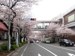 たまプラーザ駅前桜並木再生計画③　満開のソメイヨシノ