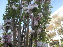 たまプラーザ駅前桜並木再生計画④　２週間遅れで開花したアマノガワ