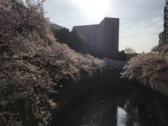 ２０１６年　４月　満開の桜を見に日本へ、東京と箱根強羅温泉　旅行記　その③　桜満開を満喫、、の巻