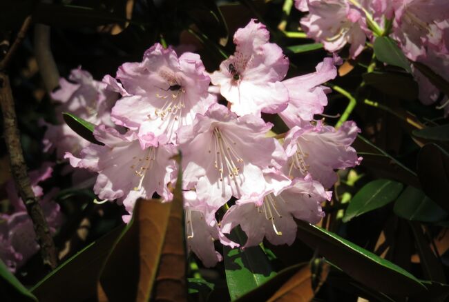 女人高野の名でも知られる花のお寺、室生寺紹介の締め括りです。昨年読んだ五木寛之さんの『百寺巡礼』の奈良編に、冒頭で室生寺が紹介されていました。