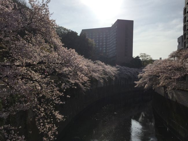 サンノゼから成田へ到着した私たち、、、<br /><br />ラッキーなことに、丁度桜は見頃でした、、、<br /><br />日本に住んでいた頃は特に何とも思っていなかった桜ですが、海外に長く住むようになり、毎年桜の季節になると<br />何とかして日本まで行って見に行きたい、、、と思っていたのでした、、、<br /><br />今回は都内各所で見た桜と、今回訪問した、箱根の強羅温泉付近で見かけた桜のレポートです、、、