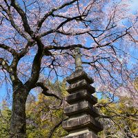 京都の桜散策　　①　～醍醐寺～嵐電桜のトンネル～宇多野付近～