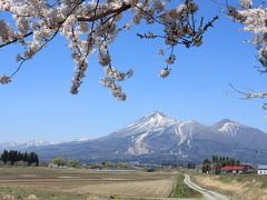 満開の観音寺川の桜＆喜多方日中線の桜