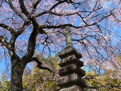 京都の桜散策　　①　～醍醐寺～嵐電桜のトンネル～宇多野付近～
