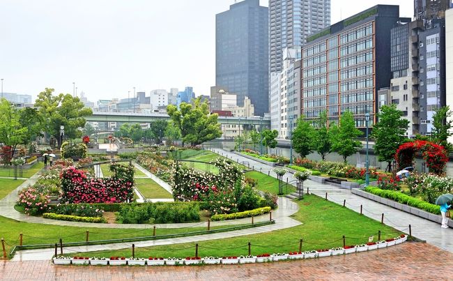 バラが咲く中之島公園 北浜界隈を おとな旅あるき旅 キタ 大阪駅 梅田 大阪 の旅行記 ブログ By Akikoさん フォートラベル