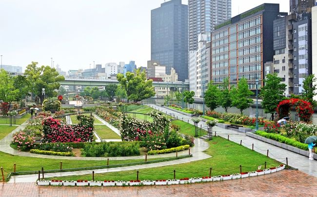 &quot;おとな旅あるき旅&quot;とは、主に京阪神地区を紹介する関西ローカルの旅情報番組のこと。「大阪発ぶらり再発見」と題され、毎回テーマを決め三田村邦彦さんが身近な場所をお酒あり美味しいものありで巡り、紹介されます。<br /><br />なぜ中之島公園～北浜界隈を訪れたかというと・・・<br />ある日、Pinterestを見ていたら、とても美味しそうなパンケーキの写真がありました。どこなんだろうと調べてみると、大阪の土佐堀川沿いのカフェのものだと判明。これはぜひ食べに行きたいと思っていたところ、ちょうど中之島公園ではバラが咲き始めているという情報があり、その界隈を&quot;おとな旅あるき旅&quot;よろしく仕事仲間4人で行くことになりました。<br /><br />この日は、朝からずっと雨で最悪のお出かけ日和でしたが、バラは思った以上に咲いていて、そのあと訪れたカフェで写真で見たパンケーキを食べ、お酒はなかったのですが、ランチもオープンしたばかりの素敵なお店で楽しむことができました♪