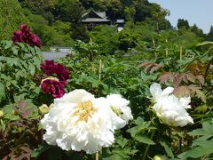 ボタンの咲く 長谷寺