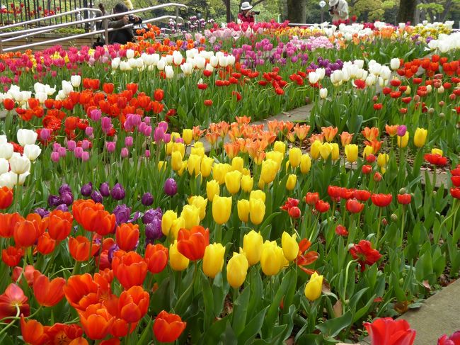 優雅な春の横浜を楽しむ旅♪　Ｖｏｌ8　☆横浜公園「スプリングフェア2016」：見事なチューリップ♪