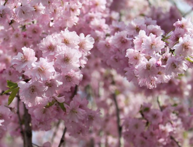 ２０１６年のGWは東北旅を計画しました。<br />角館や北上・盛岡の桜鑑賞が目的でしたが、今年は開花が早くて訪れた時はもう散ってしまっていました。<br />でも、温泉やグルメを満喫して大満足な旅でした。<br />