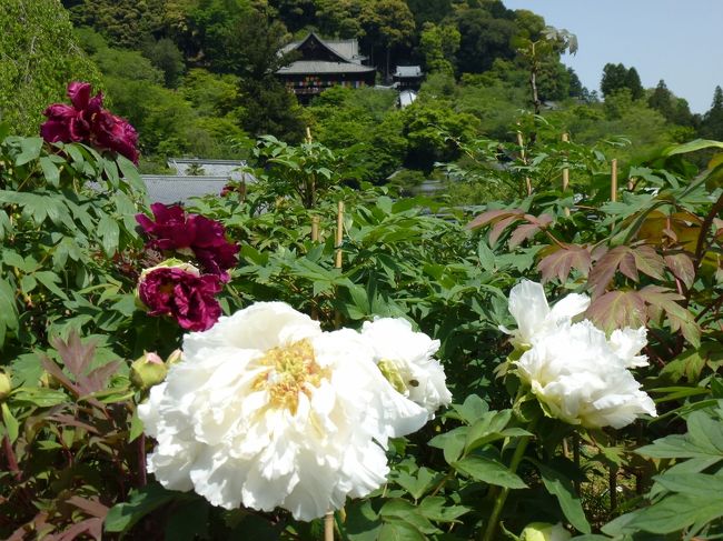 牡丹（ぼたん）の名所として有名な、奈良県桜井市の『長谷寺』へお参りしてきました。<br /><br />境内いっぱいに大輪の花が咲き誇っていて、素晴らしい光景が見られました！<br /><br />150種・約7,000株もの色とりどりの「牡丹（ぼたん）」が咲き誇る、<br />日本一の牡丹の名所・長谷寺。<br />毎年、4月中旬〜5月上旬まで、「長谷寺ぼたん祭り」が開催されます。<br /><br />仁王門をくぐると、399段の「登廊（のぼりろう。重文）」が見えてきます。<br />この右手、ここが牡丹の花で埋め尽くされています。<br />登廊の下から見ても上から見ても、迫力満点です！