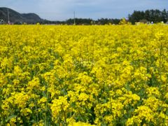 一面の菜の花畑と春の海を見てきました