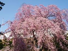 桜が満開の時期に毎年恒例の潮干狩り