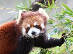 ゴールデンウィーク直後の週末のレッサーパンダ動物園2016＜東北新幹線で行く仙台・八木山動物園＞（２）レッサーパンダ特集（前編）笹の朝ご飯のティエンくんとクルミちゃん＆午前当番のスモモちゃんは目線とシャッターチャンスをたっぷりくれるフォトジェニック・パンダ！