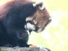 ゴールデンウィーク直後の週末のレッサーパンダ動物園2016＜東北新幹線で行く仙台・八木山動物園＞（３）レッサーパンダ特集（後編）柵越しの父娘バトルとイナバウアー・カップル＆お楽しみのリンゴには雲隠れシュララちゃんも登場！