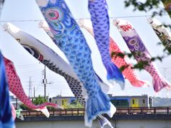 久留里線沿線に広がる初夏の田園風景と小櫃川に泳ぐ鯉のぼりを見に訪れてみた