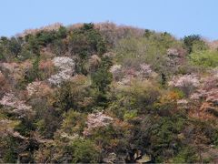 ひとりでまったり～雪入山へ 里山の山桜お花見