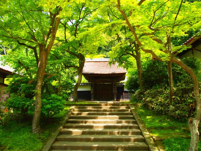 ゴールデンウィーク真っ盛りの5月上旬。<br />新緑が目にも麗しい絶好の旅行シーズン。<br />今年の行き先は、古都鎌倉。<br /><br />関東方面の観光地には馴染みのない私達でしたが、北鎌倉の情緒ある禅宗寺院、由比ヶ浜や七里ヶ浜の高い波、戦前から残る洋風建築など、鎌倉ならではのポイントを満喫した2泊3日の旅になりました。<br /><br />1日目は建長寺や円覚寺などの北鎌倉を中心に歩いて、かいひん荘鎌倉に宿泊しています。