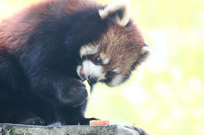 八木山動物公園のレッサーパンダの旅行記は前後編の２本に分けました。<br /><br />前回、八木山動物公園を訪れたのは去年2015年１月11日で、約１年半ぶりになります。<br />あのときは６頭いた八木山レッサーパンダたちですが、あのあと、おじいちゃんのリクくんが10月に亡くなり、コウメちゃんは今年2016年２月29日に愛媛のとべ動物園にお嫁に行ったので、いまいるレッサーパンダは４頭になりました。<br />できれば４頭全員の可愛い姿をたっぷりカメラに収めたかったけれど、シュララちゃんに会えるかどうか心配でした。<br />14時15分から恒例のおやつタイムがあるのですが、シュララちゃんはリンゴの魅力につられず、姿がすっぽり隠れてしまう木の中でお昼寝しつづけて、リンゴを食べに行かないことがあるらしいのです！<br /><br />午前当番のスモモちゃんと午後当番のシュララちゃんの交代は、予測どおり13時頃に行われました。<br />そのときに待ち構えていたので、外に出てくるシュララちゃんを撮影することができましたが、シュララちゃんはすぐに、体がすっぽり隠れてしまう灌木の中に隠れてお昼寝してしまいました。<br />テュルル……と呼びかけてみたら、何事かと思ったのか、ちょっとだけ顔を出してくれたのですが、なんでもないと分かると、すぐに隠れてしまいました。<br /><br />でも、幸い、おやつタイムに可愛いシュララちゃんがしっかり見られました！<br />はじめは寝起きでぼーっとしていたらしく、呼ばれてもなかなかやって来なかったのですが、しっかりと定位置の丸太の上に登ってきて、右手でつかんで食べる姿を見せてくれました。<br />本日の飼育員さんは私が初めて見る男性飼育員さんでしたが、けっこうシュララちゃんをひいきにしているのではないかと思います。<br />シュララちゃんはダイエットが必要なので、リンゴの量は規定量の８割くらいにしているようですが、隣のティエンくんとクルミちゃんにリンゴをあげている最中にシュララちゃんがおねだりにきたら、「かわいいなぁ、おまえは」とぼそっとつぶやき、柵越しにあと２切だけ、おかわりをあげていました。<br /><br />もちろん、ティエンくんとクルミちゃんのおねだり姿も、とーっても可愛らしかったです。<br />クルミちゃんは座ったままか、あるいは飼育員さんにしがみついて立っておねだりしていました。<br />ティエンくんは、リンゴにつられるように、しっかり立っていました。<br />八木山動物公園にいる４頭の中で、ティエンくんが一番よく立ち上がるようで、飼育員さんがリンゴをあげながら「ティエンを立たせてみましょう」とやってみて、「今日はよく立つ日のようです。結構がんばります」。<br />背広を着たら市役所の課長さんみたいな雰囲気だったその飼育員さんが、平坦なぼそっとしたしゃべりで、レッサーパンダへの愛をなにげに語っていたので、実に面白かったです。<br /><br />ティエンくんとクルミちゃんは午前中は笹を食べている以外は昼寝をしていて、昼寝の時間が長かったです。<br />そろそろ５才パンダでもう大人なので、あんまり活動しなくなるのかな、と思っていたら、午後は、いままで通り、展示場内を笑顔でよく歩き回り、イナバウワーも何度も見せてくれました。<br />ちょっとピント甘めでしたが、今回はその念願のイナバウワー写真もしっかりゲットできました。<br /><br />それから、柵越しのティエンくんとスモモちゃんの対決（？）はとても見物でした！<br />２度ともティエンくん側で目撃したのですが、ぜひスモモちゃんの方でも見たかったです。<br />あれは仲良しのバトルなのか、ライバル意識のバトルなのか、私には見分けがつきませんでした。<br />あるいはクルミちゃんより若いスモモちゃん相手に興奮したのかしら。<br />いずれにしてもティエンくんは、どうやら自分の子供と同居できるタイプのパパにはなりそうにないようです。<br />奥さんのクルミちゃんとは仲良しです。<br />もっとも、５月のいまは、レッサーパンダは恋の季節ではないので、ティエンくんとクルミちゃんはけんかせずに同居はできますが、なんの絡みもなく、地上でもすれ違いでした。<br />今度はぜひ、レッサーパンダたちの恋の季節に訪れて、ラブラブなティエンくんとクルミちゃんをぜひ見たいものです。<br /><br />＜ゴールデンウィーク直後の週末に延期した仙台・八木山動物園の一日の旅行記のシリーズ構成＞<br />□（１）新しくできた地下鉄でのアクセス編＆駅弁や牛タン夕食のグルメ編＆久しぶりの仙台みやげをたっぷりと<br />□（２）レッサーパンダ特集（前編）笹の朝ご飯のティエンくんとクルミちゃん＆午前当番のスモモちゃんは目線とシャッターチャンスをたっぷりくれるフォトジェニック・パンダ！<br />■（３）レッサーパンダ特集（後編）柵越しの父娘バトルとイナバウアー・カップル＆お楽しみのリンゴには雲隠れシュララちゃんも登場！<br />□（４）水中でいちゃいちゃホッキョクグマのカイくんとポーラちゃん＆スマトラトラのアイナちゃん・バユ母さん・クンデくん〜魅惑の猛獣類から猛禽類・爬虫類館までくまなく回れた動物いろいろ<br /><br />八木山動物公園の公式サイト<br />http://www.city.sendai.jp/kensetsu/yagiyama/<br /><br />＜タイムメモ＞<br />05:55頃　家を出る<br />06:40　大宮駅に到着<br />06:58　大宮駅発の新幹線はやぶさ１号新函館北斗行きに乗車<br />08:04　仙台駅に到着<br />08:35　地下鉄八木山動物公園駅に到着<br />（仙台駅から遠回りで東西線改札に行ったため）<br />08:50　のんびり東門へ向かう<br />09:00　八木山動物公園に開園と同時に入園<br />09:05-09:30　レッサーパンダ<br />09:30-09:35　スマトラトラ<br />09:35-09:55　ホッキョクグマ<br />09:55-10:00　ライオン<br />10:00-11:10　レッサーパンダ<br />11:10-11:25　スマトラトラ<br />11:25-11:30　ホッキョクグマ<br />11:30-11:35　ホンドタヌキ<br />11:35-11:45　ツキノワグマ<br />11:45-13:30　レッサーパンダ<br />（13:05頃　スモモちゃんからシュララちゃんに交代）<br />13:30-13:45　休憩<br />13:45-13:50　スマトラトラ<br />13:50-13:55　チンパンジー<br />14:05-14:30　レッサーパンダ<br />（14:15-14:25　おやつタイム）<br />14:30-14:50　休憩<br />14:50-15:15　レッサーパンダ<br />15:15-15:20　ニホンザル<br />15:20-15:25　ホンドテン・アライグマ<br />15:30-15:35　猛禽類<br />15:50-16:05　アフリカ園の動物たち<br />16:05-16:10　ゴリラ（写真は撮らず）<br />16:15-16:25　爬虫類館<br />16:35-16:45　西口近くのゼブラショップで買い物<br />16:45　動物公園を出る（閉園16:45）<br />17:15　地下鉄で仙台駅に戻る<br />17:20-17:30　仙台みやげの買い物<br />17:35-18:05　牛たん通りの「利久」で牛たん夕食<br />18:44　仙台駅始発の新幹線やまびこ156号に乗車<br />20:22　大宮駅着<br />21:30頃　帰宅<br /><br />＜これまでの八木山動物園のレッサーパンダ特集の旅行記＞<br />2015年１月11日<br />「東北新幹線に乗って１年半ぶりの仙台の八木山動物園のレッサーパンダ詣（２）レッサーパンダ特集：３美姉妹のようだったクルミちゃんママとコウメちゃん・スモモちゃん」<br />http://4travel.jp/travelogue/10971744<br />「東北新幹線に乗って１年半ぶりの仙台の八木山動物園のレッサーパンダ詣（３）レッサーパンダ特集：元気で良かったリクくん＆姉さん女房候補のシュララちゃん＆超絶可愛いティエンくんの撮影会！？」<br />http://4travel.jp/travelogue/10971749<br /><br />2013年９月14日<br />「東北新幹線に乗って２度目の仙台・八木山動物公園〜レンズの不調に泣きながら（3）レッサーパンダ編その１：正当派美パンダのリクくん＆ニヒルなキュートボーイのコンタくん＆ぽっちゃりアイシャドー女子のシュララちゃん」<br />http://4travel.jp/travelogue/10813705<br />「東北新幹線に乗って２度目の仙台・八木山動物公園〜レンズの不調に泣きながら（4）レッサーパンダ編その２：ブラッシングも爪切りもOKな、子犬みたいなティエンくん＆みちがえるように可愛くなったクルミちゃん」<br />http://4travel.jp/travelogue/10813918/<br /><br />2013年３月17日<br />「東北新幹線に乗って仙台の八木山動物園へレッサーパンダ詣（2）レッサーパンダ編：コンタくん、シーソーお好き？＆アイシャドゥーおめめのシュララちゃん」<br />http://4travel.jp/travelogue/10758436/<br />「東北新幹線に乗って仙台の八木山動物園へレッサーパンダ詣（3）レッサーパンダと小動物編：八木山の新しい仲間ティエンくん、クルミちゃん、リクくん〜プレーリードッグと子猿とアライグマ」<br />http://4travel.jp/travelogue/10758671/<br /><br />※これまでの動物旅行記の目次を作成済。随時更新中。<br />「動物／動物園と水族館の旅行記〜レッサーパンダ大好き〜　目次」<br />http://4travel.jp/travelogue/10744070<br />