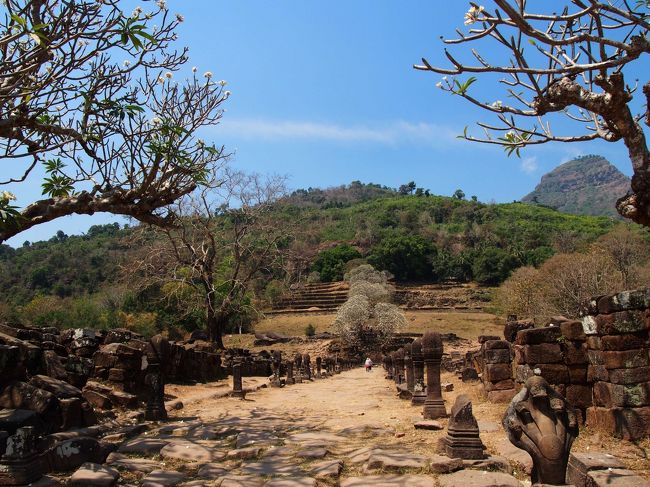 タイのウボンからラオスのパクセまで国際バスで移動し、<br />パクセの街もいつものようにお散歩散策してみました。<br />そして次の日、今回最大のイベント、ワット・プー探訪。<br />片道40kmをレンタルバイクで行っちゃいました。<br /><br />乾季ならではの幻想的な風景が展開する<br />世界遺産ワット・プー探訪を中心とした第二弾。<br />ご覧頂ければ幸いです。<br /><br />