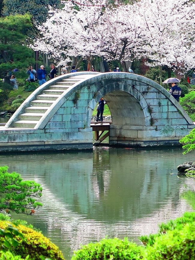 縮景園（しゅっけいえん）は、広島県広島市中区上幟町にある庭園。国の名勝、日本の歴史公園100選。施設は県が管理する。<br />元和6年（1620年）、広島藩浅野氏初代藩主である浅野長晟が命じて作らせた藩主の別邸（大名庭園）が起源であり、歴代浅野氏から寵愛を受け現在まで拡幅し、1940年（昭和15年）浅野氏が広島県に寄贈し現在に至る。最初の作庭は上田宗箇によるものだが、現在の庭園の原型は京都庭師の清水七郎右衛門による後の大改修によって形成されたもので、1900年代初期明治末期頃に現在のものとなったものの、1945年広島市への原子爆弾投下により荒廃、1970年代までに再建された。<br /><br />広島市内中心部付近にあり、西側に広島城、京橋川を挟んで東側に広島駅がある。周辺は緑が多く、京橋川上流側に東部河岸緑地が整備されている]。南西は広島県立美術館に、南東は広島市立幟町中学校・広島市長公館に隣接しており、元々縮景園の敷地の一部であった[10][11]。<br /><br />縮景とは、各地の景勝を聚め縮めて表したことを意味し、あるいは中国の西湖周辺の風景を縮めて表したことによると言われる。名付け親は林羅山とも言われている。<br /><br /><br />園内・・・中央に「濯纓池」と呼ばれる池を配しそれを「跨虹橋」によって東西に二分、その池を基準に北・東・西に小山を築き宗箇山・二葉山・弥山などの借景としている。主要建物は、跨虹橋の南に位置する「清風館」で、その他茶室や四阿を備える。<br /><br />植生は、少なくとも4,826本の樹木があると言われている。うち、被爆樹木つまり戦前からある樹木が3本でその他は戦後に植えられたもの。構成は、3m以上の常緑広葉樹が全体の35.3%、それ以下の常緑広葉樹が32.5%と過半数を常緑広葉樹が占めている。主要樹木としては、クロマツ6.9%、ヤマモミジ2.7%、クスノキ2.5%、ソメイヨシノ2.0%など。<br /><br />濯纓池（たくえいち） - 面積8,020m2×平均水深1m。敷地の20%を占める[20]。<br />跨虹橋（ここうきょう） - 天明6年（1786年）竣工、石製アーチ橋と陸橋からなる園内でも数少ない戦前からある建造物。長さ27.4m×幅2.1mで主要部分は花崗岩で出来ている。7代藩主浅野重晟が2度も作りなおさせたと伝わっている。<br />清風館（せいふうかん） - 1964年建築、建築面積178.23m2、木造平屋建ての寄棟造・柿葺、東側に花頭窓がある数寄屋造の茶室。園のほぼ中央に位置する、園内最大の建物。園内その他建物はこの清風館を基準に配置が決められたと考えられている。<br />迎暉峰（げいきほう） - 園内最高峰の小山で標高約10m。樹木がほぼなく、かつてはここから遠方の広島湾の島々を望むことができたと伝えられている。。<br />/（フリー百科事典『ウィキペディア（Wikipedia）』より引用）<br /><br />縮景園 　については・・<br />http://shukkeien.jp/