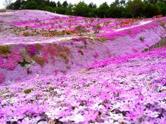 知床 / 5月後半に知床・網走に行くなら、東藻琴の芝桜が見頃です！