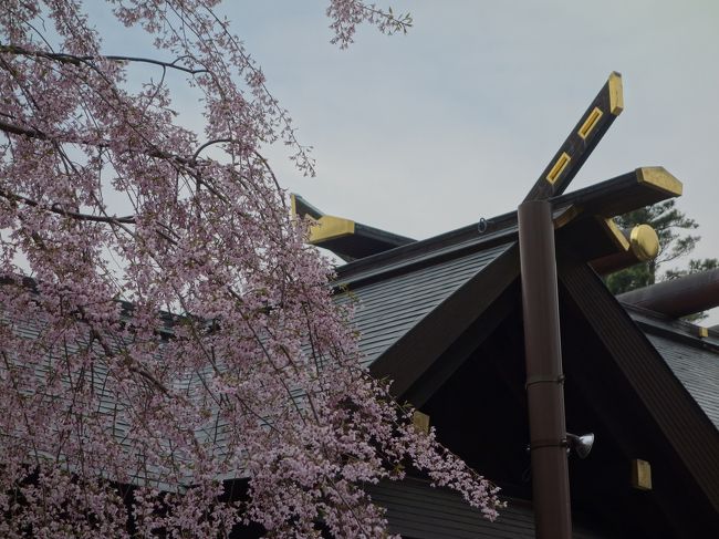 5月の連休を少しすぎたこの時期は，札幌では桜の季節です。梅もまだまだ咲いています。北海道神宮は，知る人ぞ知る，桜の名所です。満開を楽しみました。