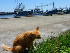 【猫に癒されに、福岡の猫の島である《相島》へ （相島で出会った猫たちと、漁村の風景 前編)】