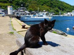 【猫に癒されに、福岡の猫の島である《相島》へ （相島で出会った猫たちと、漁村の風景 後編）】