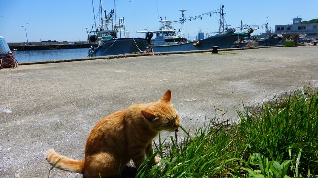 福岡県内にも、猫が沢山いる離島がある事を知ったのは、比較的最近の事でした。<br /><br />そこは、以前から飛行機の機窓から何となく見ていた、玄界灘にある、相島（あいのしま）です。<br /><br />飛行機が福岡空港に北側から着陸する際、左側の機窓から見えるのが、その相島です。<br /><br />相島は、福岡県新宮町に所属する離島で、新宮漁港横の相島渡船場からの町営渡船（連絡船）に乗って、約１７分で行ける離島です。<br /><br />実際に何匹の猫がいるのかは分かりませんが、漁村内の道端の所々で猫を見る事が出来ました。<br /><br />また、猫によっては、なでると喜んだり、鳴いて返事して付いて来たりで、人になついている猫も多かったです。<br /><br />連絡船に乗る為、天気の良い日に行きたいと思っていたのですが、今回その機会があったので、日帰りで行って来ました。<br /><br />なお、天気が良くても、風が強い日は波高が高くなる為、連絡船も結構揺れる事もあるようです。<br /><br /><br />相島（ウィキペディア）サイト<br />↓↓<br />https://ja.wikipedia.org/wiki/%E7%9B%B8%E5%B3%B6_(%E7%A6%8F%E5%B2%A1%E7%9C%8C)<br /><br /><br /><br />相島で出会った猫たちと、漁村の風景の前編です。