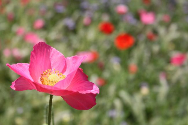 カメラ教室の宿題<br />一日一回、シャッター切りましょう<br />ってことなので、ちょっとお花でも撮りに<br />でも花って難しいのよね〜<br />撮るの好きじゃない、って言うより、下手(笑)<br />でも頑張ってみよう<br /><br />結果・・・やっぱ下手でした<br />なので、ブルーボネットの紹介ということで(^-^;