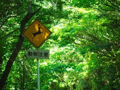 弾丸屋久島一泊二日の旅①島内ドライブ