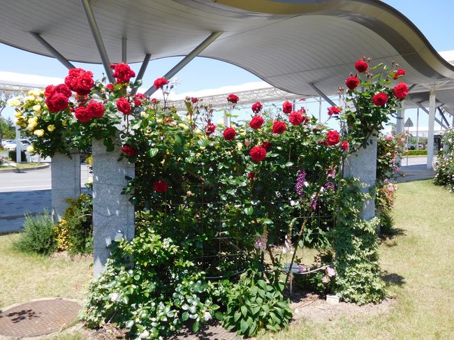 　昨年5月下旬に初めて空港にバラの花を見に行きました。<br />その時は他の用事がないのに花だけ見に行ってもいいのかな・・と、少し不安でしたが結構たくさんの市民がバラの花を見に来ていたので安心しました。<br /><br />　去年は5月下旬では少し遅かったので今年は早めに訪れました。<br />日中は25度近くになったせいか、バラは少し元気がないようにも見えましたがまだまだ見頃でたくさんの花を見られました。<br /><br />　夜のＮＨＫニュースで「空港のバラが見頃です・・・」と放送をしていました。<br />150種1000株もあるとの事。<br />そんなに種類あったっけ？？？と思いましたが、写真を整理していると結構たくさんの種類があったんだなと思いました。<br /><br />　ちょっと写真撮りすぎました。