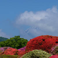 箱根　山のホテル　つつじ　見事に咲いて　上