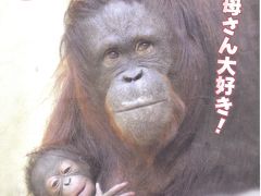 2016年　平成28年5月の北海道　札幌・小樽で歩け歩け　　　　　　　　　　　　　　　　　　　　　　　　　　　　　　　　（円山動物園でオランウータンの赤ちゃんにご対面）