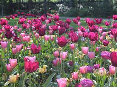 花が咲き乱れる５月のヨーテボリ