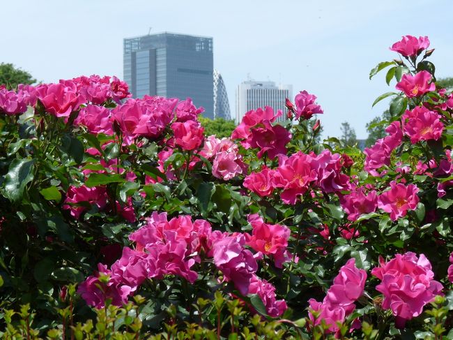 ５月連休の最終日、晴天に恵まれたので、新宿御苑へバラを見に行ってきました。<br /><br />新宿御苑の人出は思っていたよりもずっと少なくて、バラの咲き具合は早からず遅からず、見事に咲き揃っていて十分に楽しむことができました。<br /><br /><br />尚、バラ園の写真は２９枚目以降です。