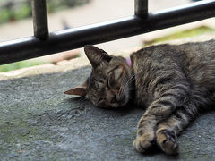 台北だけじゃもったいない。台南にも行くのだ！③　3日目前編　久しぶりにホウトンの猫村へ