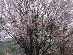 ランチのあとは，真駒内公園をお散歩。ここも桜がきれいです。