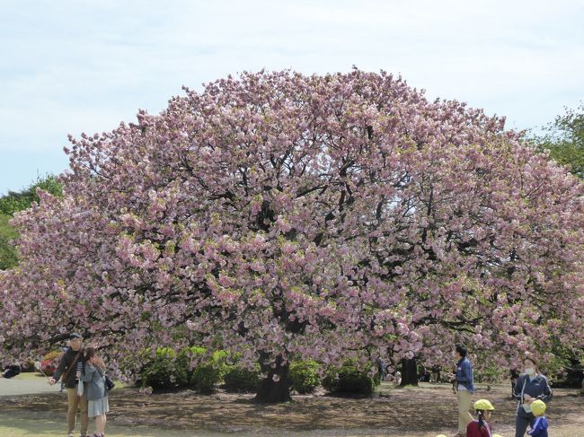 優雅な春の「新宿御苑」♪　Vol1　八重桜が満開♪　