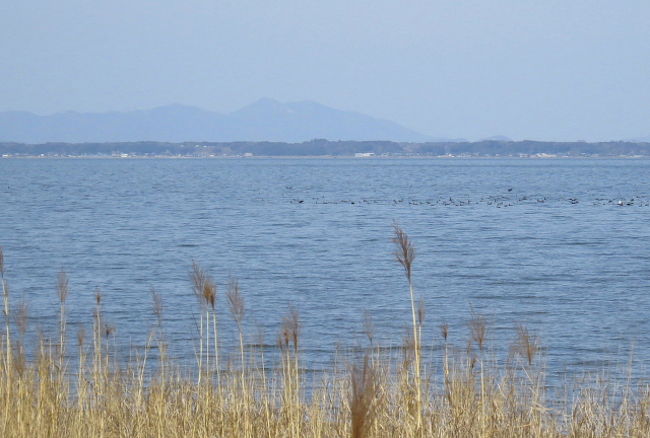 稲敷市の霞ヶ浦湖面で、ホオジロガモの群れが見られるとの情報を戴き、見に行ってきました。<br /><br />表紙写真は、稲敷市の霞ヶ浦湖岸から見た霞ヶ浦と筑波山です。<br /><br />（写真が多くなった為に、２冊に分割しました。）