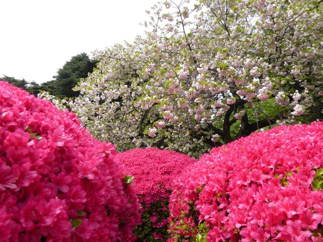 優雅な春の「新宿御苑」♪　Vol2　八重桜とツツジの競演♪　