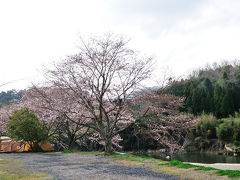 1泊2日で行ったお花見キャンプ（三重県ＯＫオートキャンプ場）