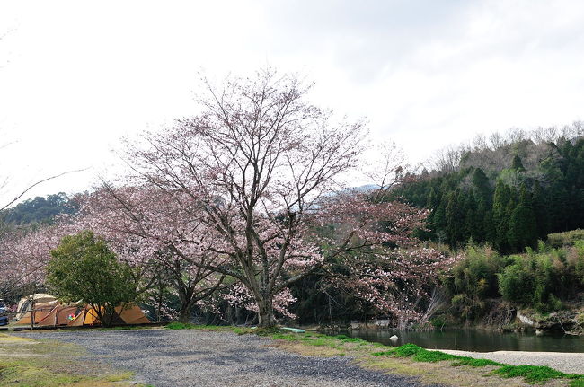 1泊2日で行ったお花見キャンプ（三重県ＯＫオートキャンプ場）